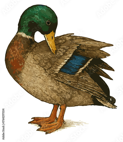 Anas platyrhynchos preening its feathers