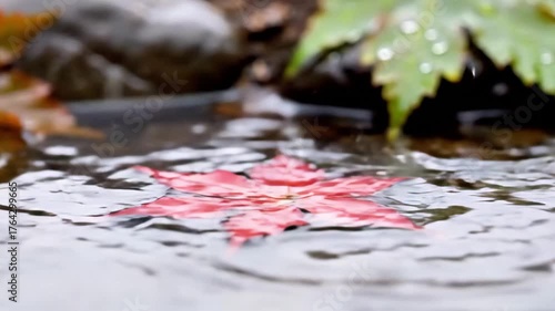 Red maple leaf floats gently on clear water reflecting natures beauty in autumn