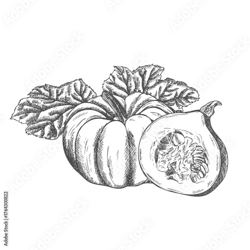 Ink sketch of pumpkin isolated on white background. Hand drawn vector illustration.