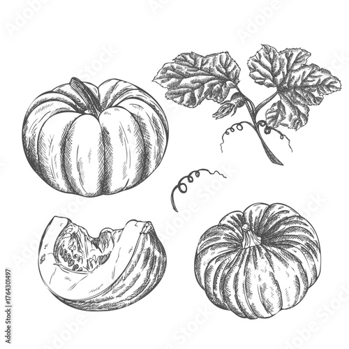 Hand drawn sketch vegetable pumpkin. Eco food. Vector vintage black and white Halloween