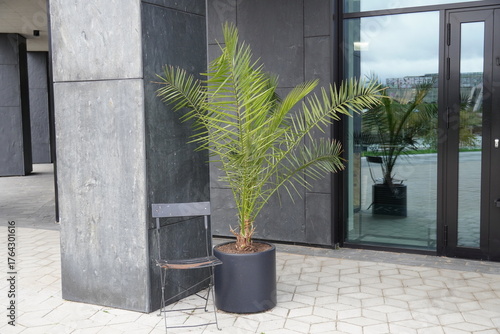 Modern building entrance featuring a potted palm tree and a black chair in an urban setting