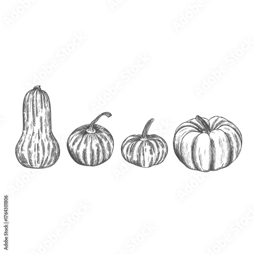 Pumpkins, butternut squash and gourd. Ink sketch collection isolated on white background. Hand drawn vector illustration.