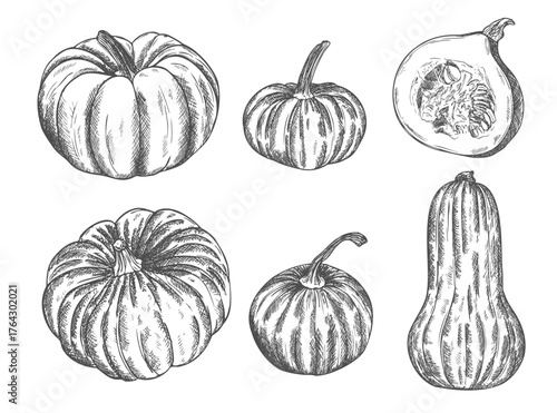 Pumpkins, butternut squash and gourd. Ink sketch collection isolated on white background. Hand drawn vector illustration.