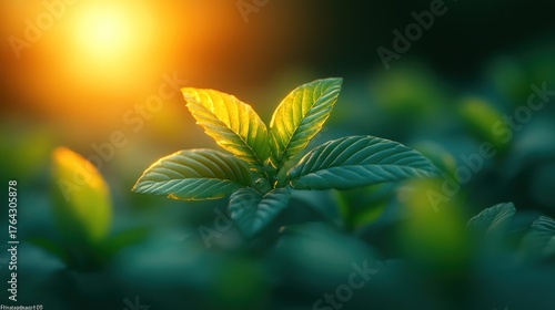 Close-up of vibrant green leaves bathed in golden sunlight, creating a serene, natural scene
