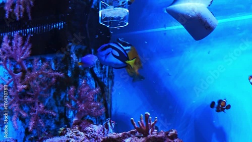Colorful fish swimming in a vibrant aquarium display