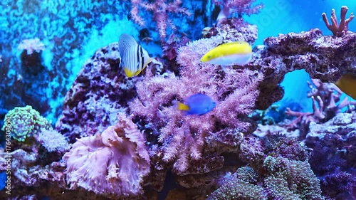 Explore a vibrant aquarium filled with colorful fish