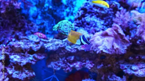Observe vibrant fish in a colorful aquarium setting