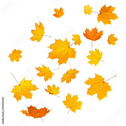 Autumn Leaves: A vibrant display of golden maple leaves falling gracefully, evoking the essence of autumn's beauty and serenity.