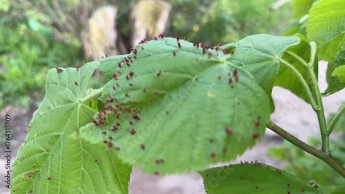 Close up of Eriophyes tiliae on leaves - gall mite that causes the formation of distinctive galls, often referred to as 