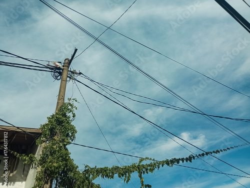 Electricity pole and crawling plants, cable and crawling plants
