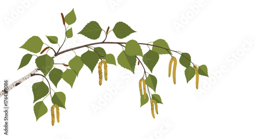 Birch branch with green leaves and catkins, isolated on white background.