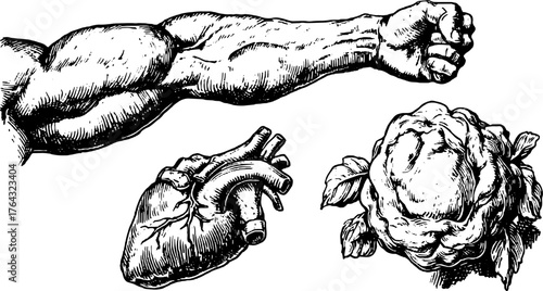Vintage illustration of a muscular arm, heart, and vegetable. Detailed line drawing in black and white, part of a classic vector set.