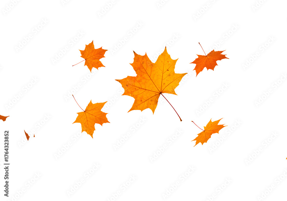 Fototapeta premium Vibrant autumn maple leaves gracefully falling and swirling in a dynamic display of seasonal change, perfect for festive celebrations and nature themes
