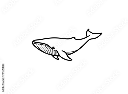 Whale illustration