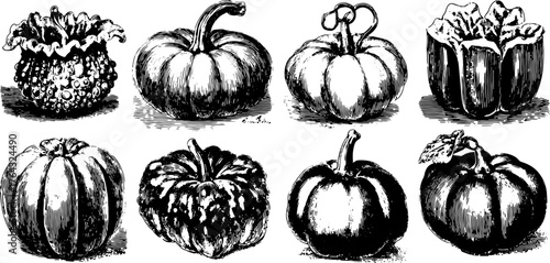Pumpkin silhouettes in vintage engraving style. Black and white vector illustration showcasing various shapes and sizes in a detailed set design.
