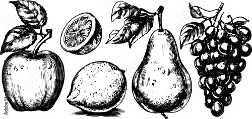 Fruit illustration featuring an apple, lemon, pear, and grapes in a monochrome sketch style. This vintage set highlights natural elements in a vector format.