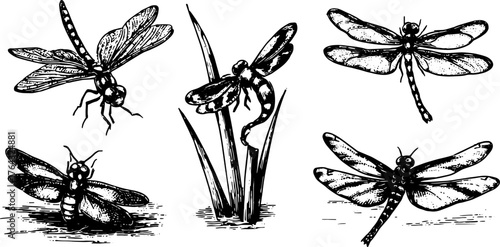 Vintage dragonfly illustrations. Hand-drawn outline set featuring detailed insects in natural settings. Ideal for vector art use.