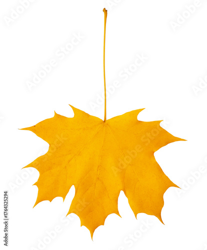 Bright Yellow Maple Leaf Isolated On White transparent For Autumn Stock Photo