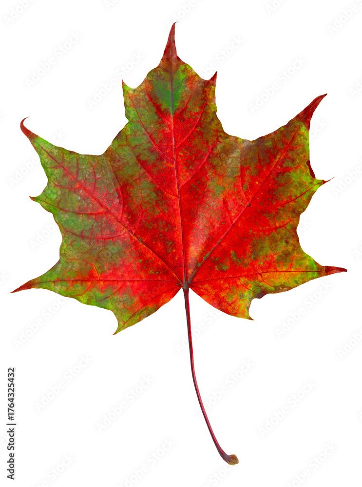 Obraz premium Vibrant Maple Leaf in Autumn Colors on transparent Background for Stock Photo Listing High-Resolution Digital