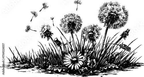 Dandelion and grass in vintage line drawing style. Detailed black and white vector illustration depicting nature in an outdoor set.