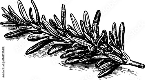 Vintage outline illustration of rosemary herb in black and white. A classic botanical illustration showcasing a detailed leaf set in vector format.