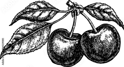 Cherries outlined in black and white. Vintage vector illustration showcasing botanical details and classic design elements in a set.