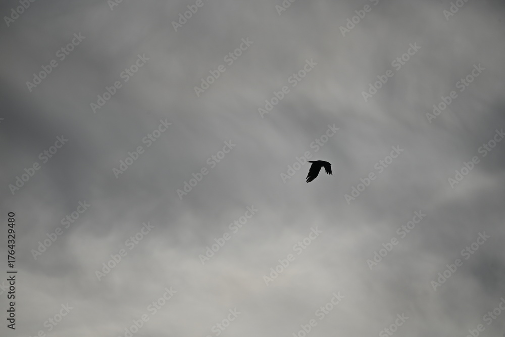 Fototapeta premium Silhouette of a bird of prey against a gray cloudy sky 