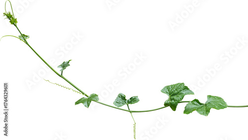 Vine plant, Branch creeper leaf green, Liana tropical nature transparent background