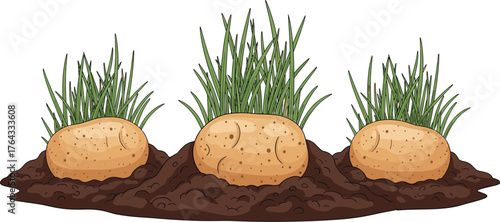Cultivating Seed Potatoes in Fertile Soil for Garden Harvest, Organic Farming & Sustainable Agriculture Illustration: Growing Potatoes for Food, Nutritious Vegetables in Agriculture, Farming Concepts,