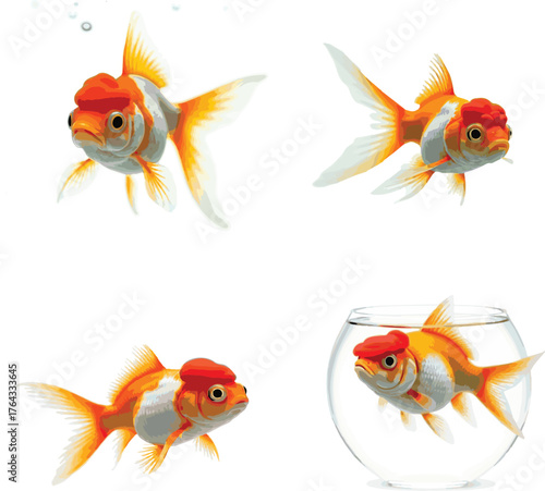 Oranda goldfish isolated on white background close up fish, white, background, aquarium, bowl, gold, goldfish