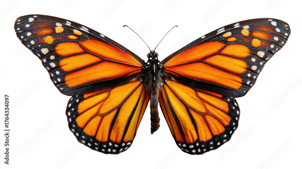 Fototapeta premium Monarch Butterfly's Delicate Beauty: This macro shot showcases the intricate patterns and vibrant colors of a monarch butterfly, a symbol of transformation and freedom. 