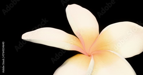 Blooming plumeria. Growing blossom from bud to big flower on black background. Macro view. 4K 3D rendering animation.