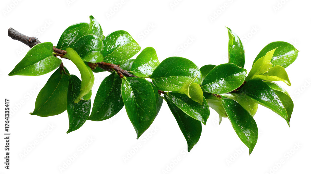 Obraz premium Fresh Leafy Branch: a close-up image of a vibrant leafy branch. The leaves, with their fresh, glossy appearance, are a testament to the beauty of the natural world.