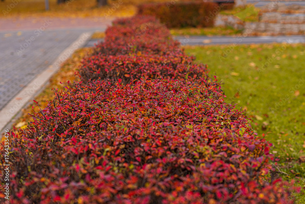 Fototapeta premium An autumn park in October. Yellow and red trees with falling leaves.