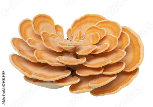 Принти на полотні Chicken of the woods mushroom isolated on transparent background, Laetiporus sul