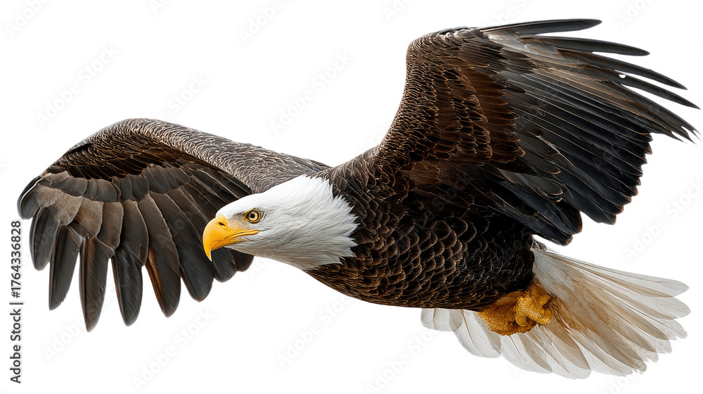 Fototapeta premium Soaring Freedom: Majestic Bald Eagle in Flight: A majestic bald eagle soars through the open sky, its wings gracefully spread, embodying freedom, strength, and the spirit of the wild.
