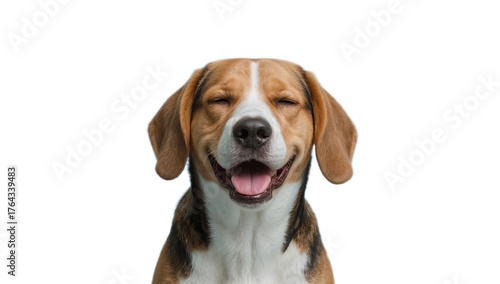 A joyful and happy beagle dog with its mouth open in a wide smile and eyes closed, appearing extremely pleased on a white background