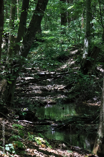 A Tranquil Forest Scene With A Small Creek Flowing Through Dense Green Woods With Sunlight Filtering Through The Trees.