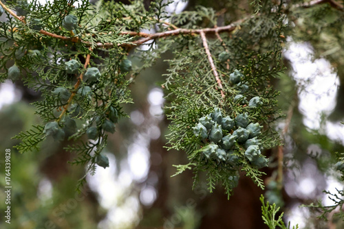A Close-Up Of A Branch Of An Evergreen Cypress Tree With A Cluster Of Small Green Cones, With A Soft Bokeh Background.
