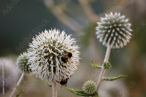 A Macro Shot Of A Fluffy Bumblebee On A White Spherical Echinops Flower In A Summer Garden With A Blurred Background.
