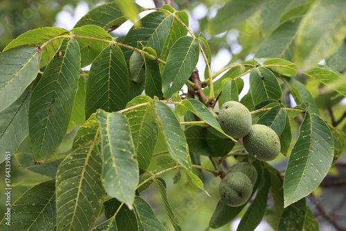 A Branch With Young Green Walnuts And Lush Leaves, Representing Growth, Harvest, And Healthy Organic Food Production.