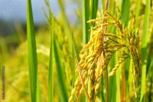 Golden Rice Grains Ripening on the Stalk, Ready for Harvest in a Sunny Paddy Field Close-up, Symbolizing Abundance and Agriculture