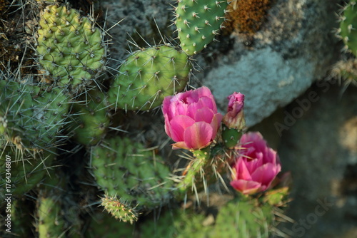 Opuntia humifusa cactus blooming with pink flowers in rocky arid habitat
