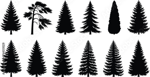 Conifer tree silhouette set, black and white evergreen illustration, forest pine vector, botanical tree design, nature woodland artwork collection
