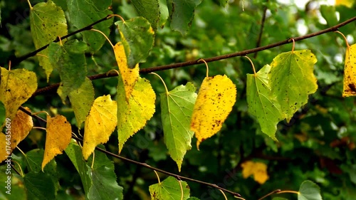 autumnal painted leaves fluttering in a soft wind