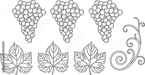 Grapevine leaf and grape bunch line art, black and white botanical illustration, vector design for nature, wine, harvest, decorative concept