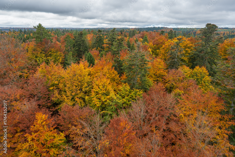 Fototapeta premium Baumwipfelpfad Schwarzwald in Autumn, Walking Above the Golden Forest