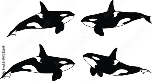 Orca illustration, killer whale vector, marine animal artwork, ocean wildlife design, swimming orca poses, black and white sea creature graphics