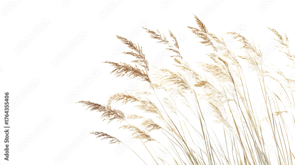 Fototapeta premium Elegant pampas grass adds a natural, soft touch, isolated on white background