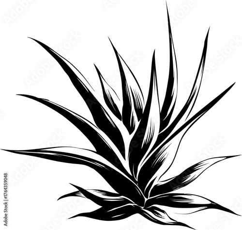 Desert flora is depicted in a majestic silhouette of an agave plant through botanical illustration